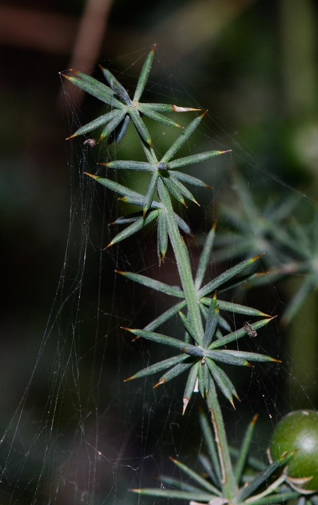 Image of Asparagus aphyllus specimen.