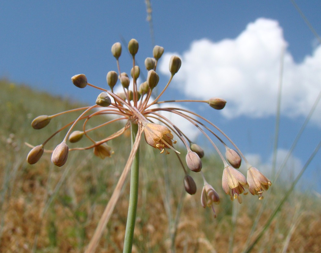 Image of Allium paczoskianum specimen.