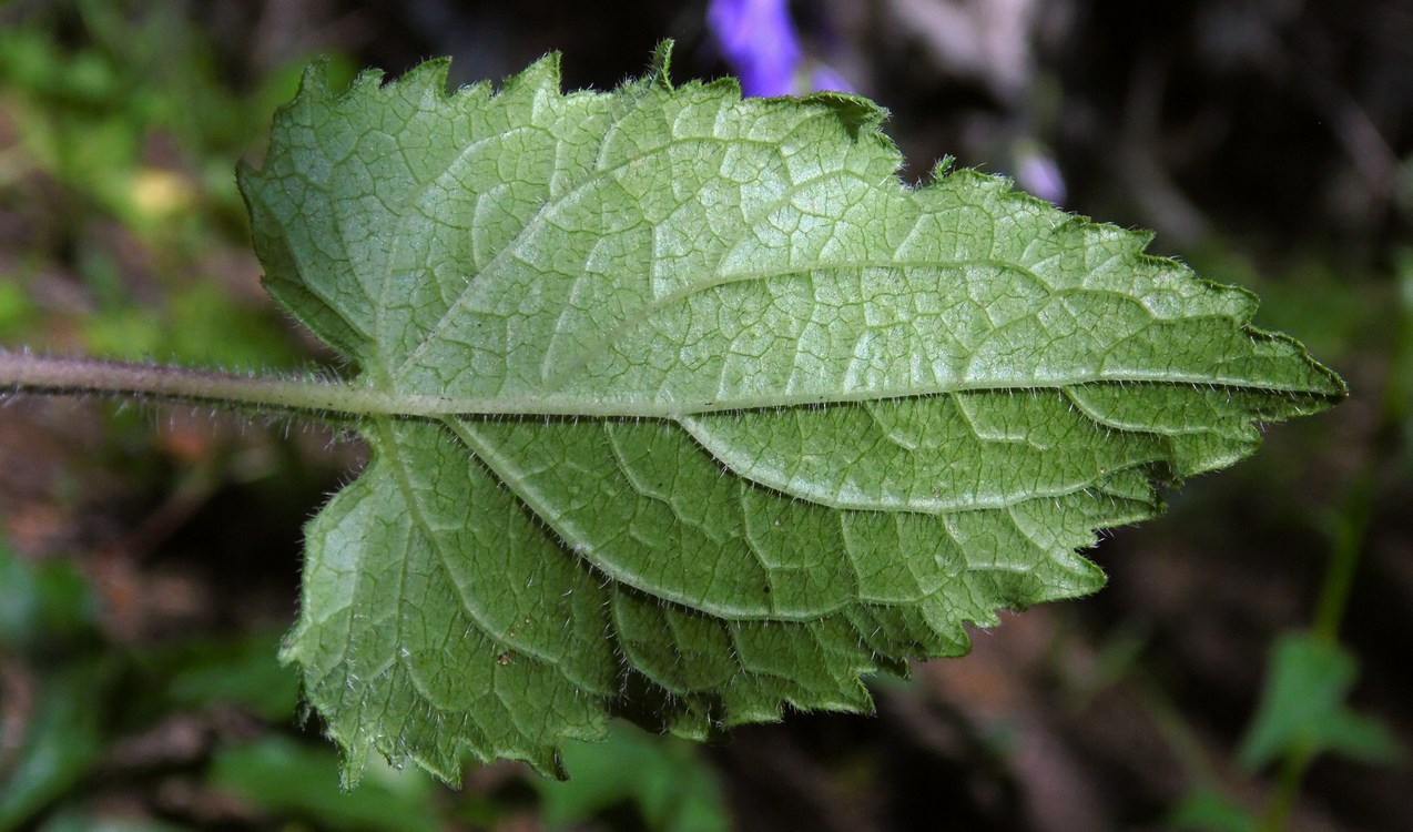 Изображение особи Campanula rapunculoides.