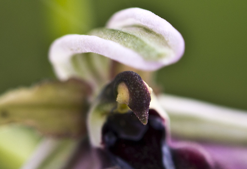 Изображение особи Ophrys mammosa.