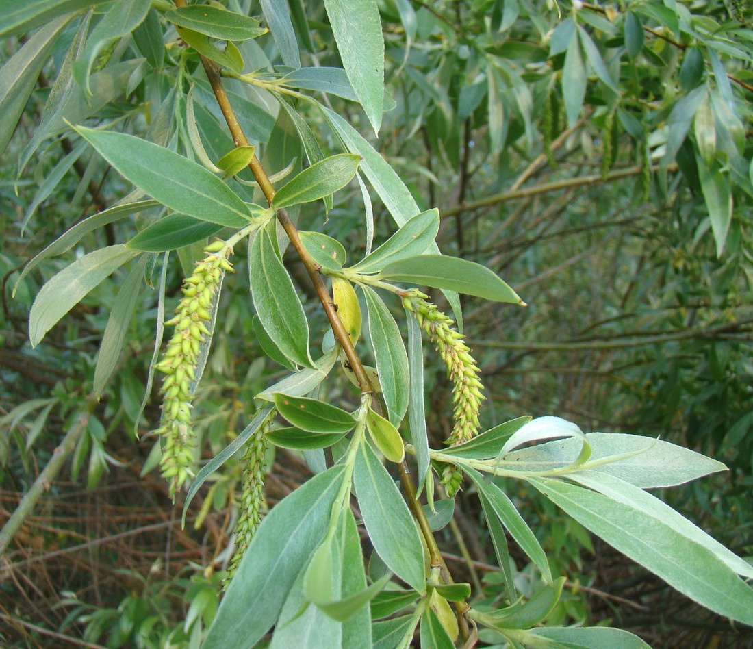 Image of Salix alba specimen.