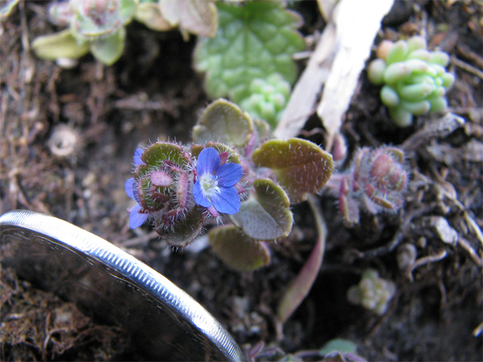 Image of Veronica triloba specimen.