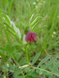 View full-size image Vicia angustifolia