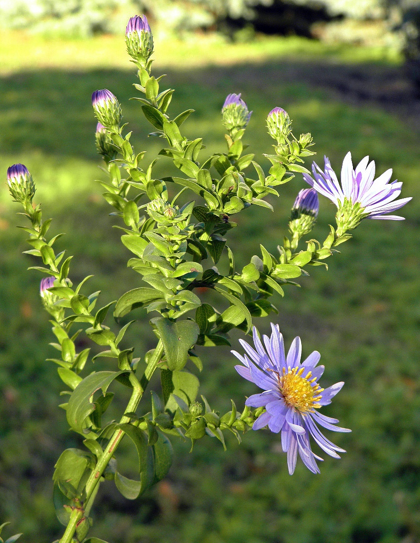 Image of Symphyotrichum &times; versicolor specimen.