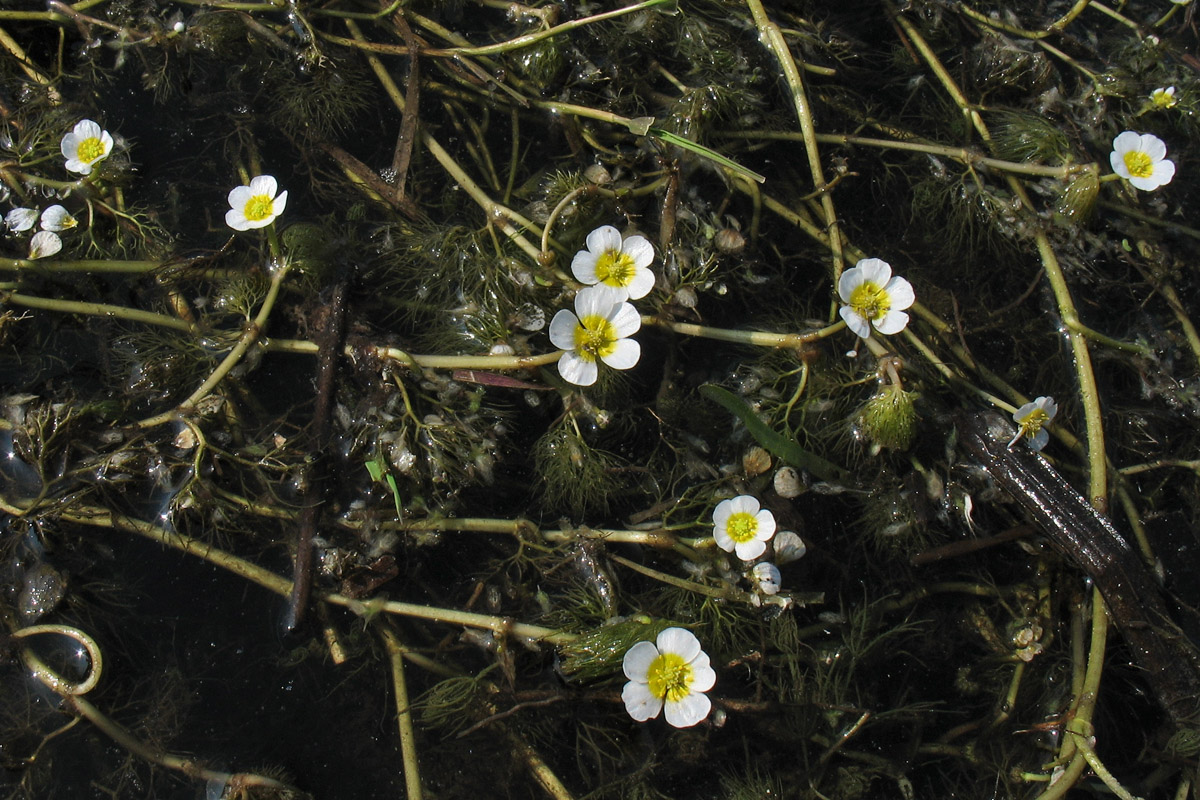 Image of Ranunculus circinatus specimen.