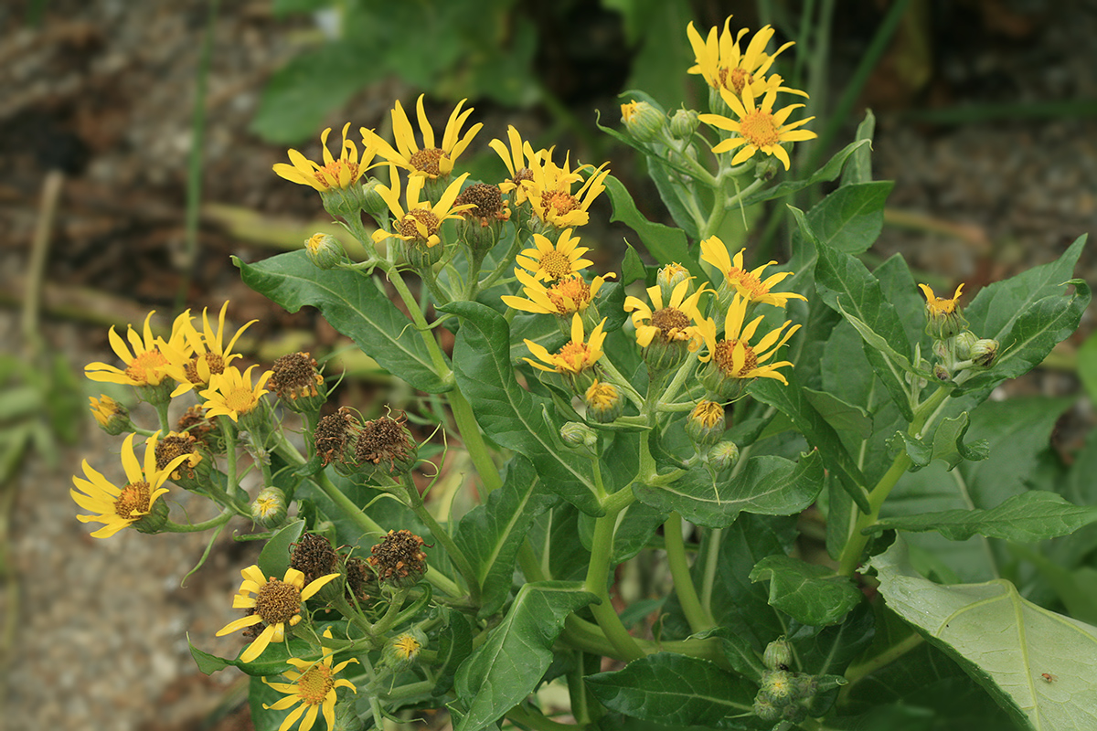 Image of Senecio pseudoarnica specimen.