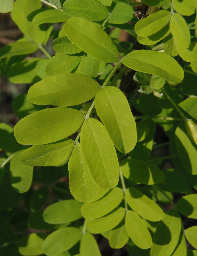 Image of Caragana arborescens specimen.