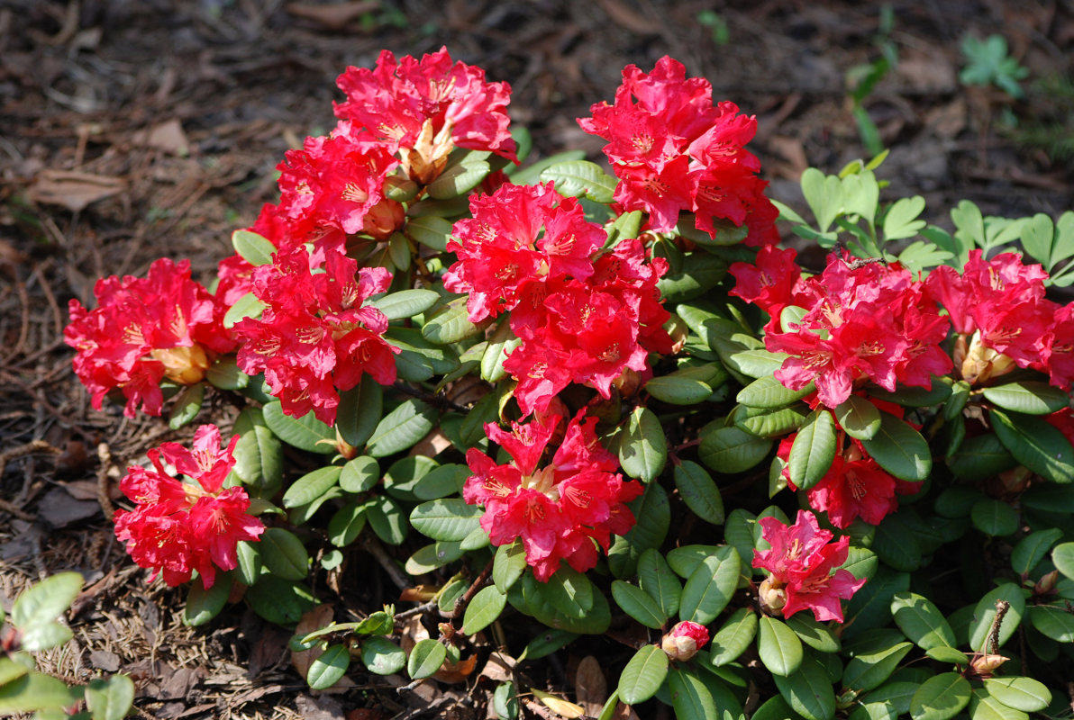 Изображение особи Rhododendron forrestii.