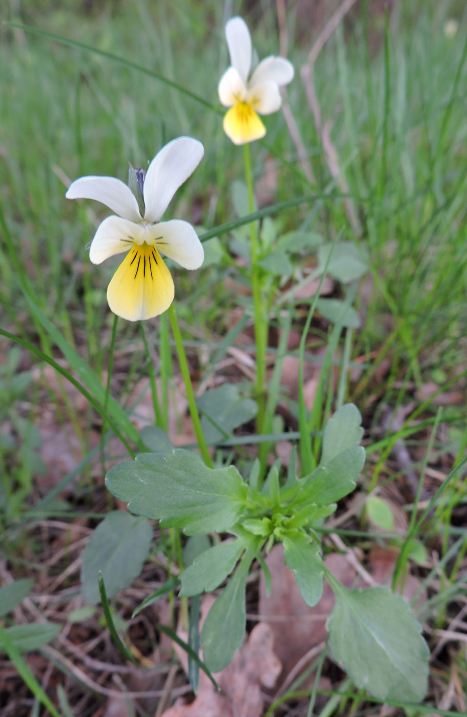 Изображение особи Viola matutina.