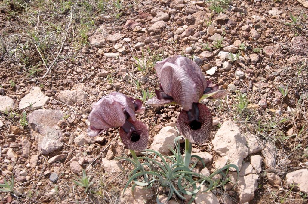 Image of Iris lycotis specimen.