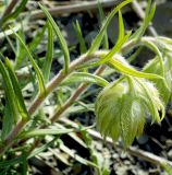 Onosma polyphylla