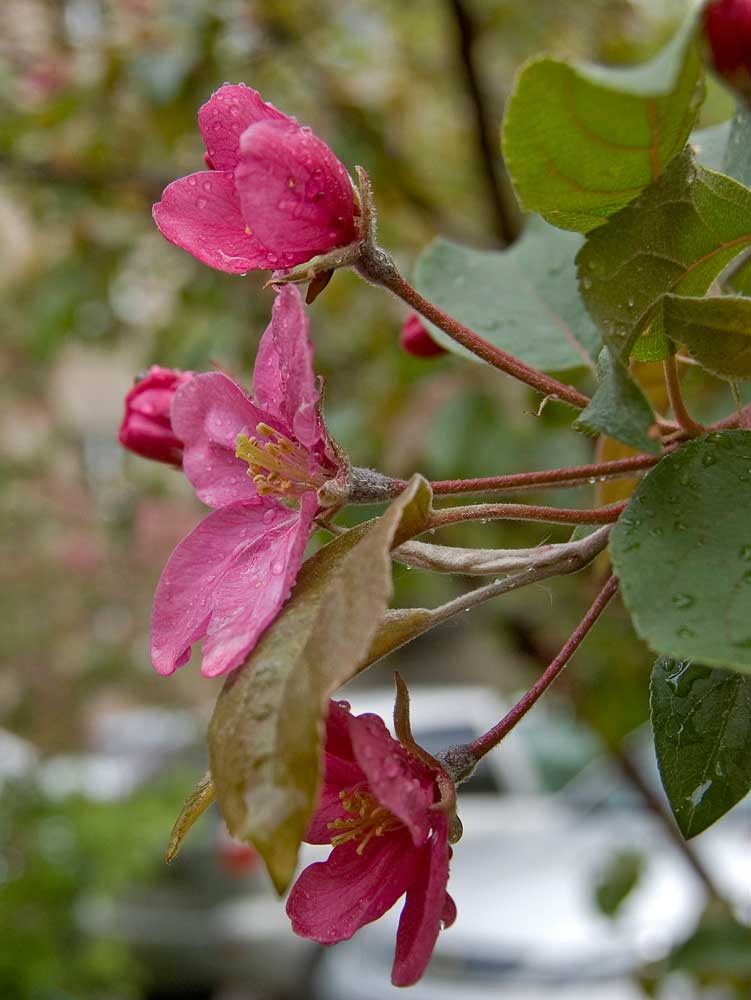 Image of Malus &times; purpurea specimen.