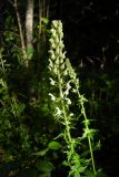 Aconitum orientale. Верхушка зацветающего растения. Республика Адыгея, Майкопский р-н, ок. 2,5 км северо-восточнее ст. Даховская, хребет Скалистый (Уна-Коз), у скалы Чёртов Палец, опушка лиственного леса, выс. ок. 1000 м н.у.м. 02.07.2017.