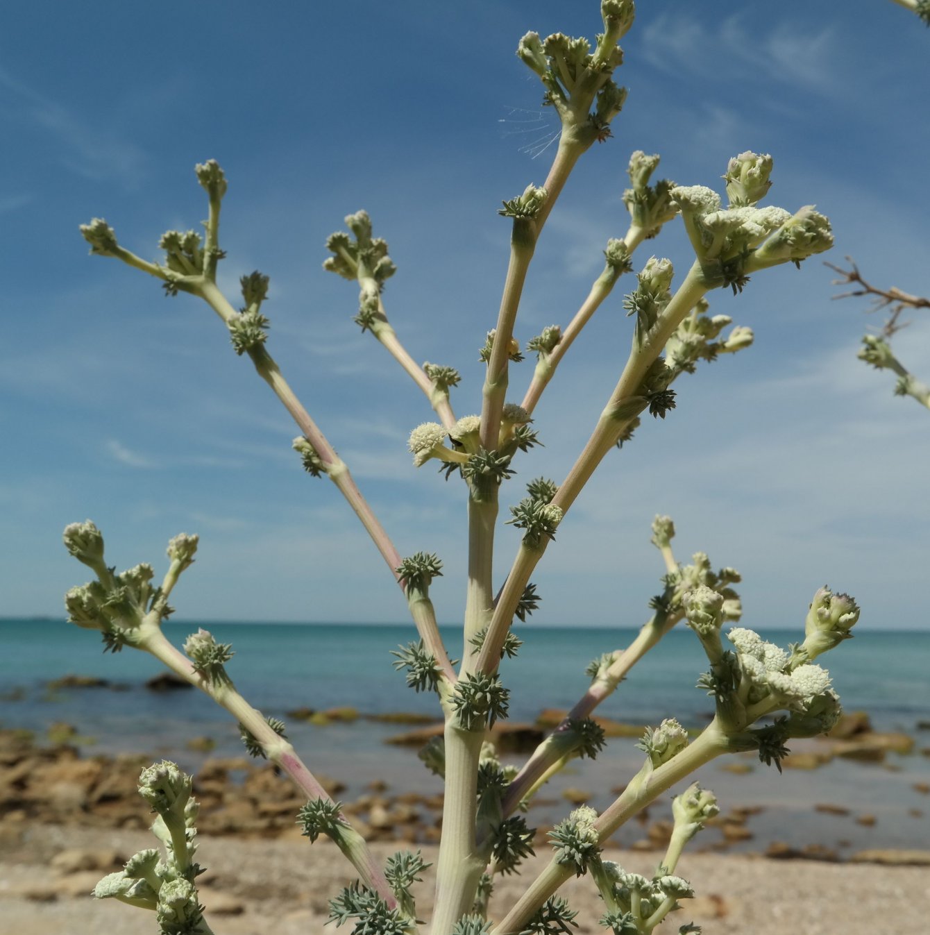 Image of Seseli dichotomum specimen.