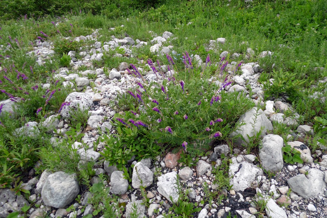 Image of Hedysarum caucasicum specimen.