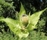 Cirsium oleraceum