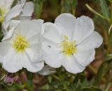 Oenothera pallida. Цветки. Израиль, Иудейские горы, г. Иерусалим, ботанический сад университета. 22.06.2017.