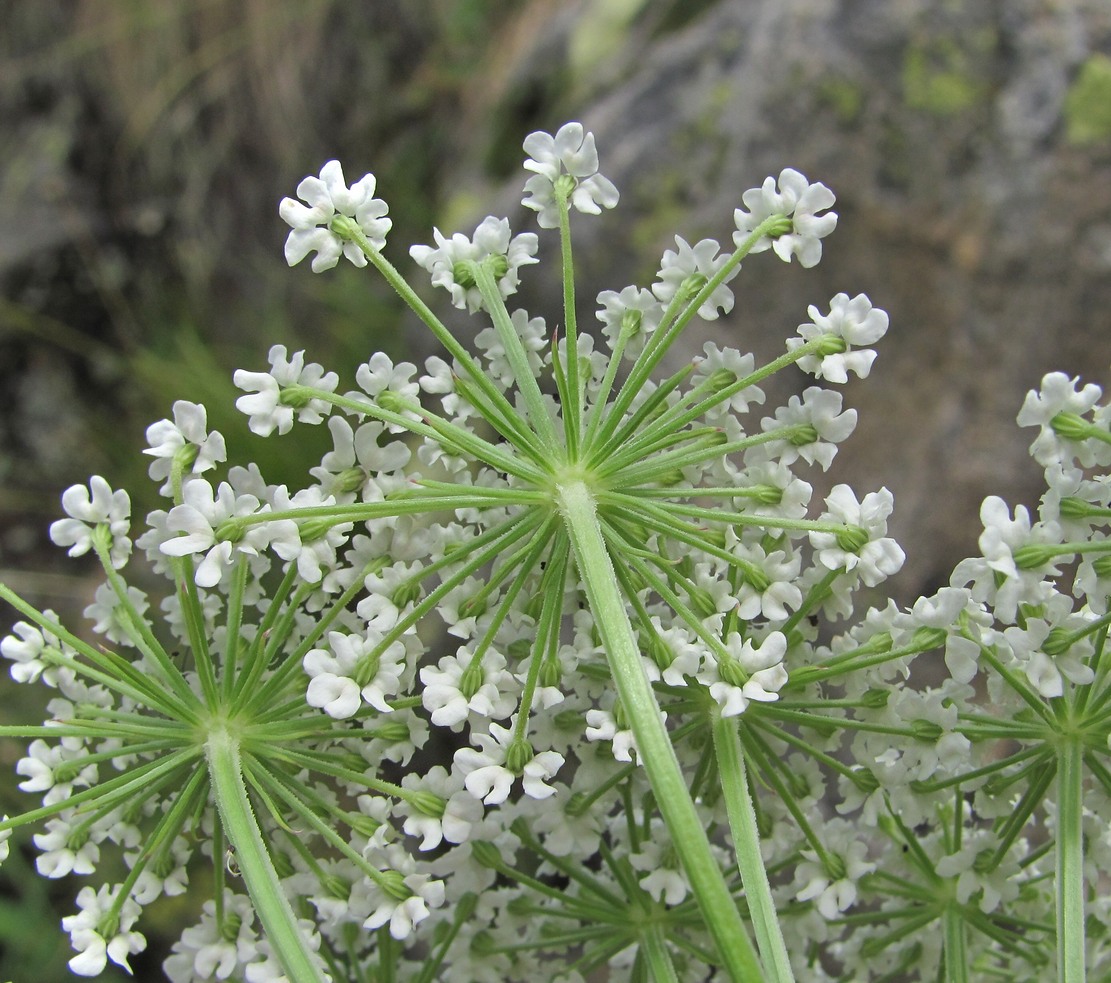 Image of Macrosciadium alatum specimen.