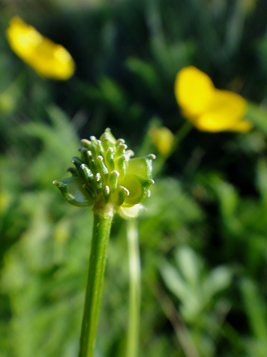 Image of genus Ranunculus specimen.