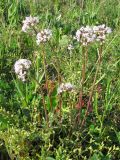 Valeriana tuberosa. Цветущие растения. Крым, Керченский п-ов, окр. с. Бондаренково. 1 мая 2010 г.