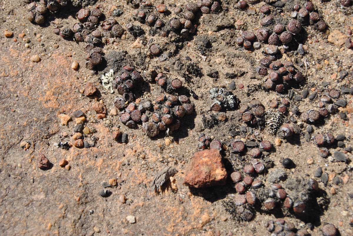 Image of Conophytum minusculum specimen.