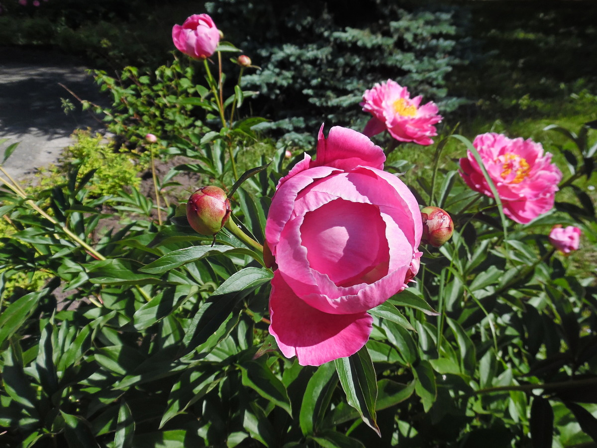 Изображение особи Paeonia lactiflora.