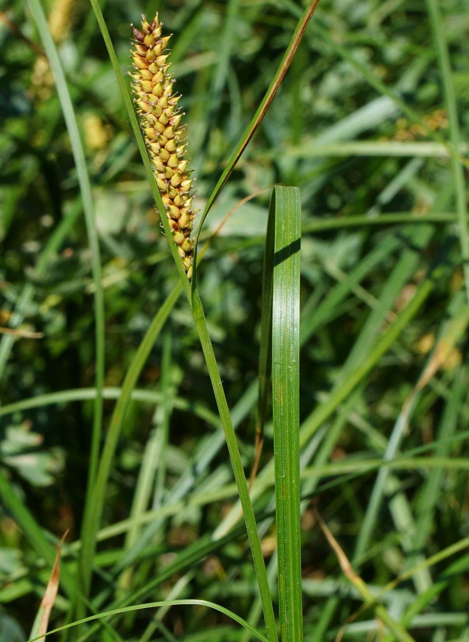 Image of Carex vesicaria specimen.