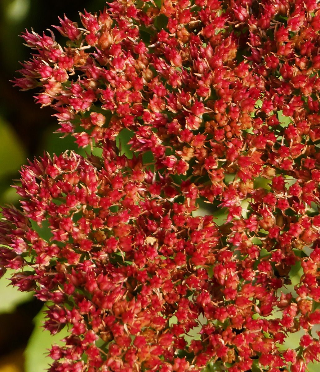 Image of Hylotelephium spectabile specimen.