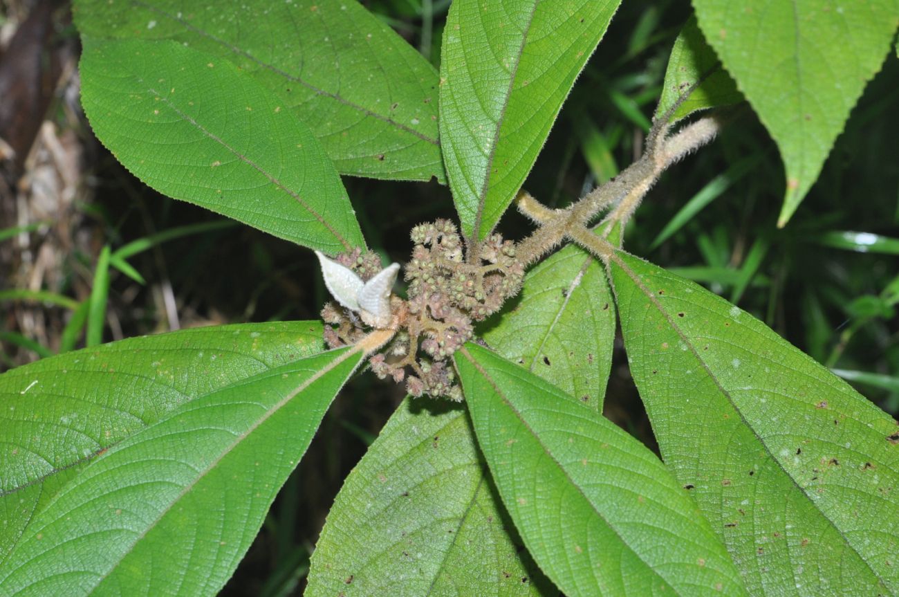 Image of Callicarpa kochiana specimen.