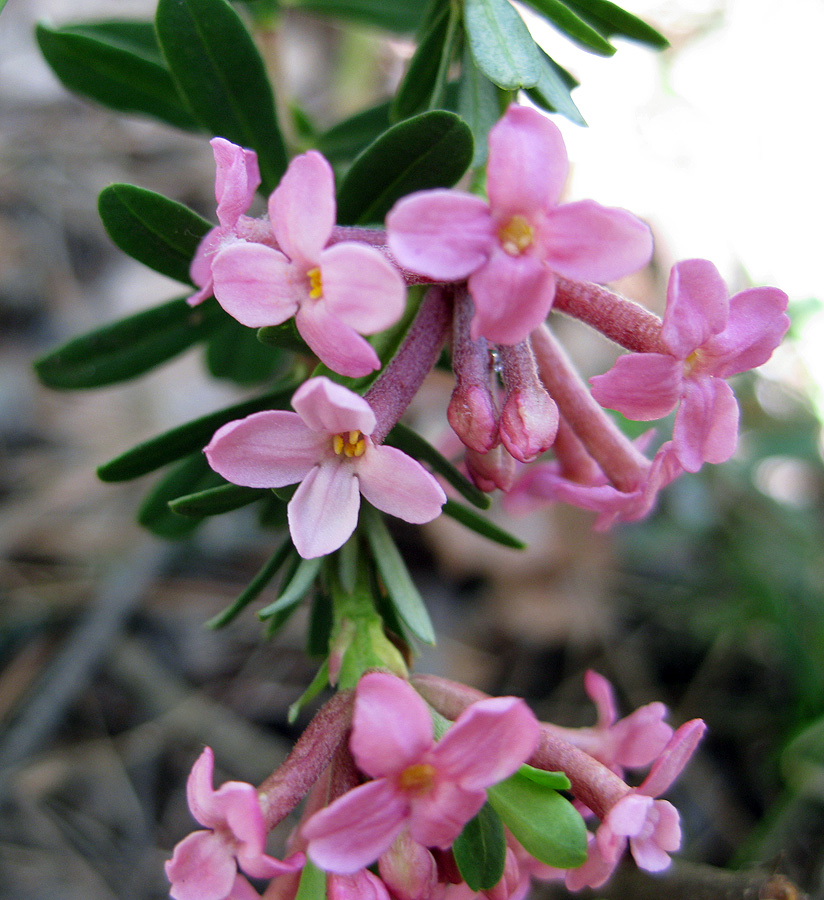 Image of Daphne cneorum specimen.