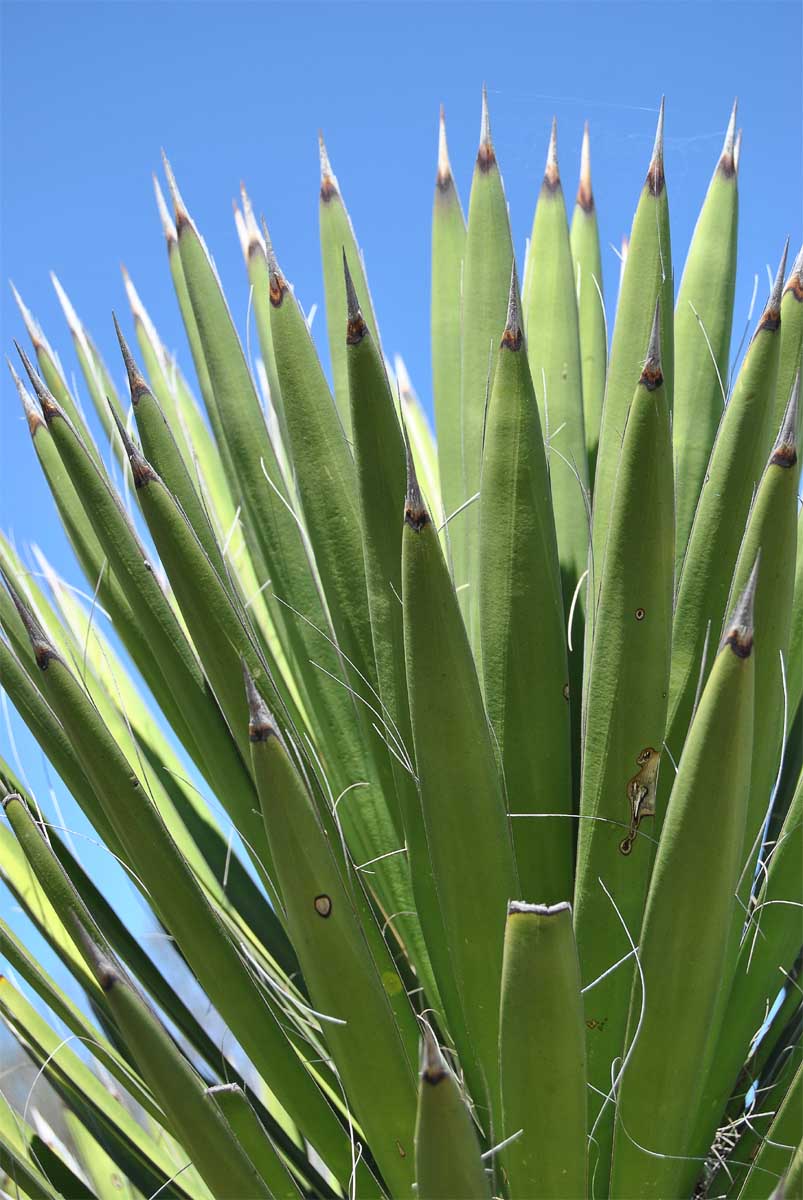 Image of Yucca potosina specimen.