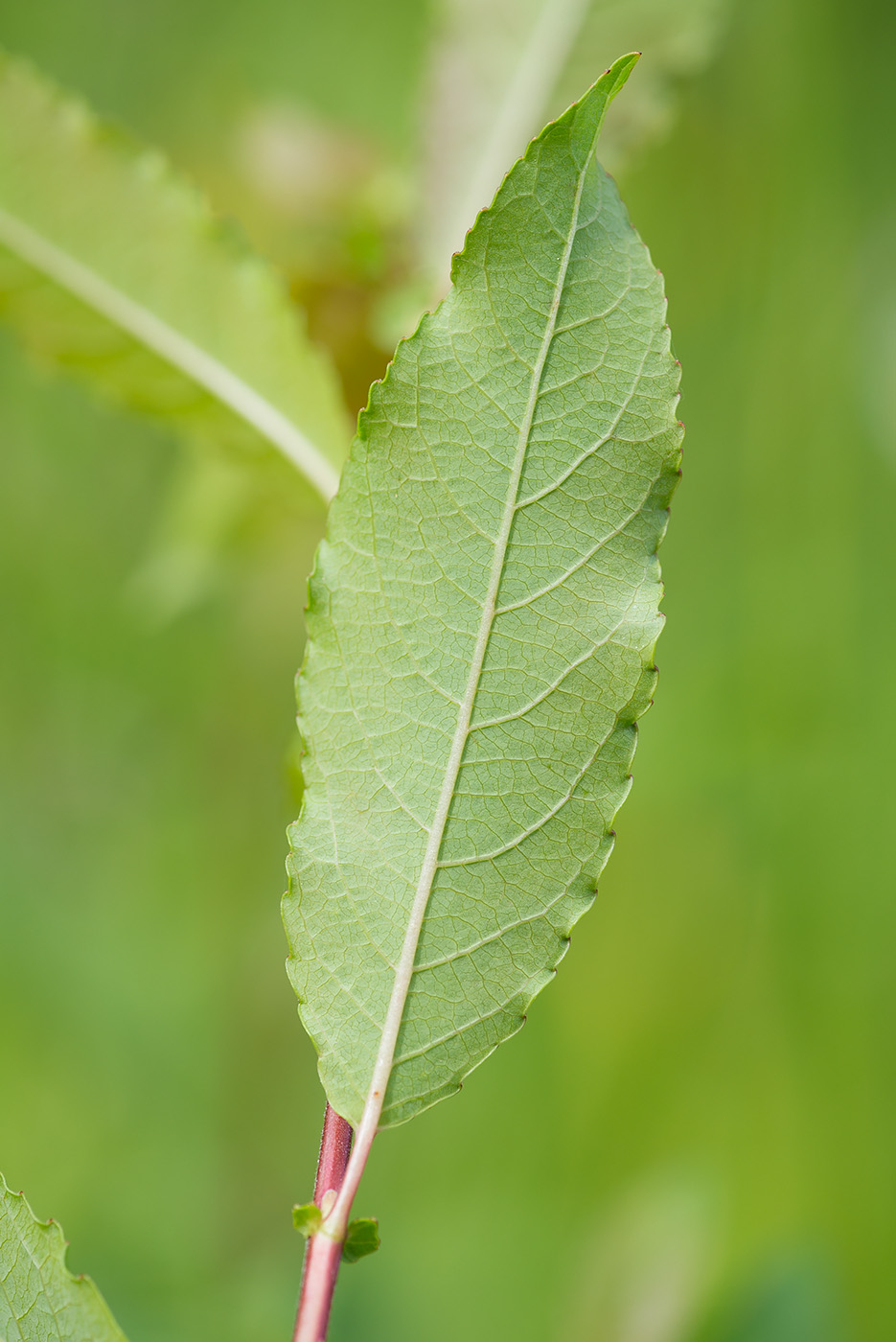 Image of Salix myrsinifolia specimen.