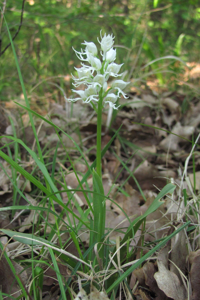 Изображение особи Orchis simia.