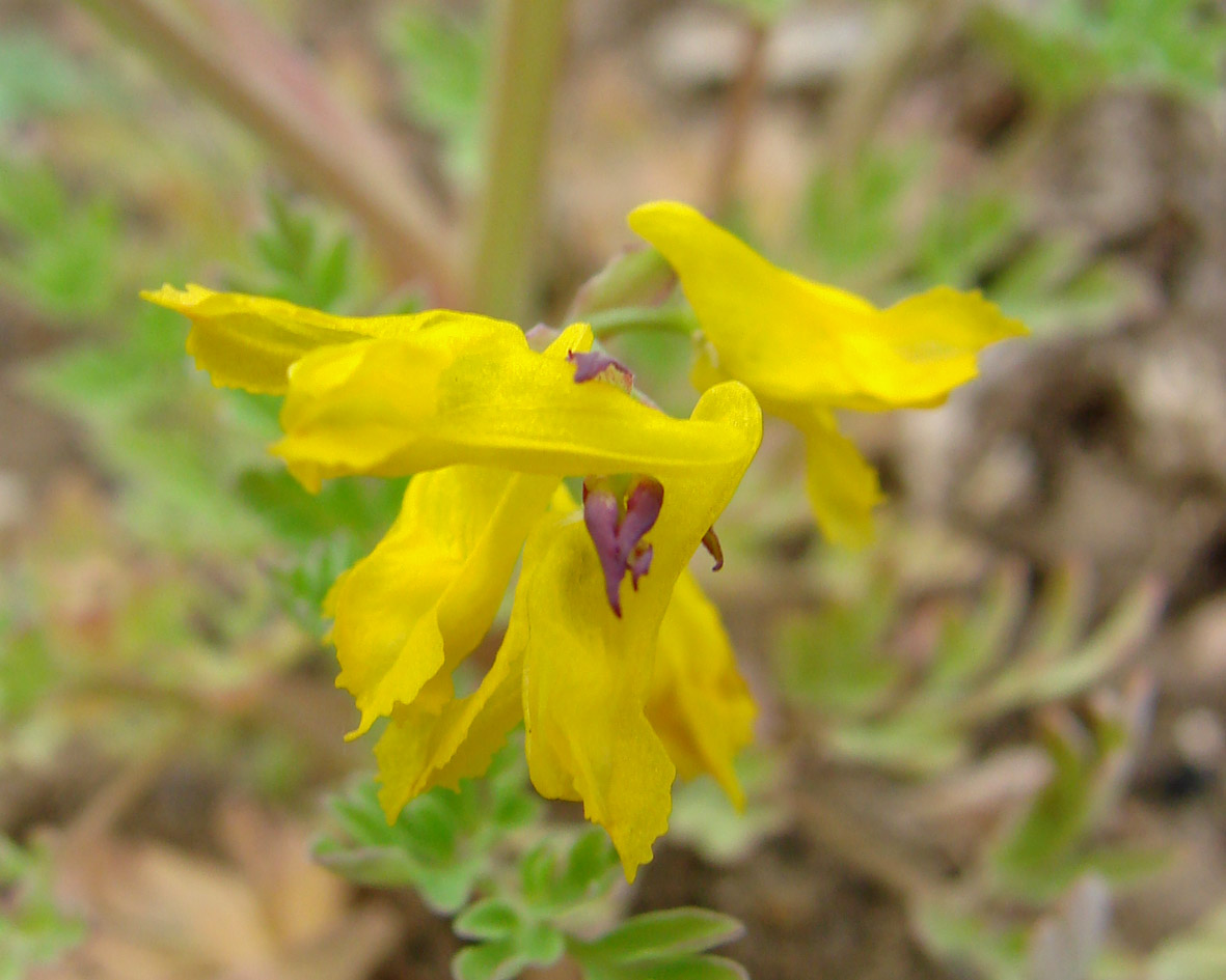 Image of Corydalis sibirica specimen.