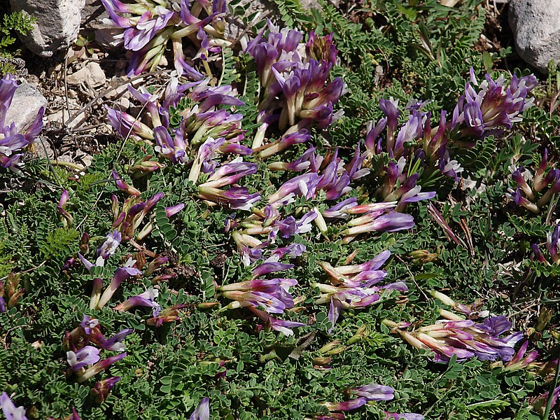 Изображение особи Astragalus buschiorum.