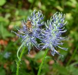 Phyteuma spicatum подвид coeruleum. Соцветия с фуражирующей пчелой. Москва, пос. Валуево, парк усадьбы А.И. Мусина-Пушкина, сорное на затененённом участке парка. Май 2018 г.