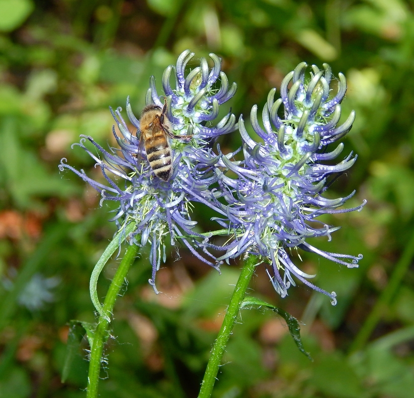 Image of Phyteuma spicatum ssp. coeruleum specimen.