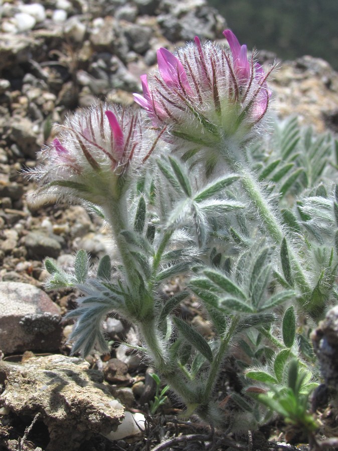 Изображение особи Astragalus setosulus.