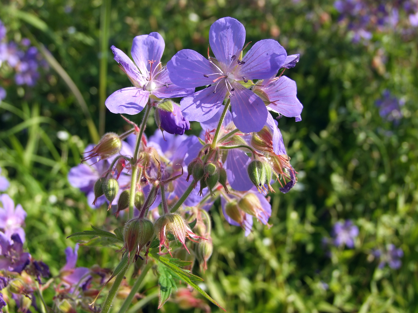 Image of Geranium pratense specimen.