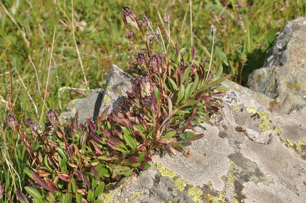 Image of genus Campanula specimen.