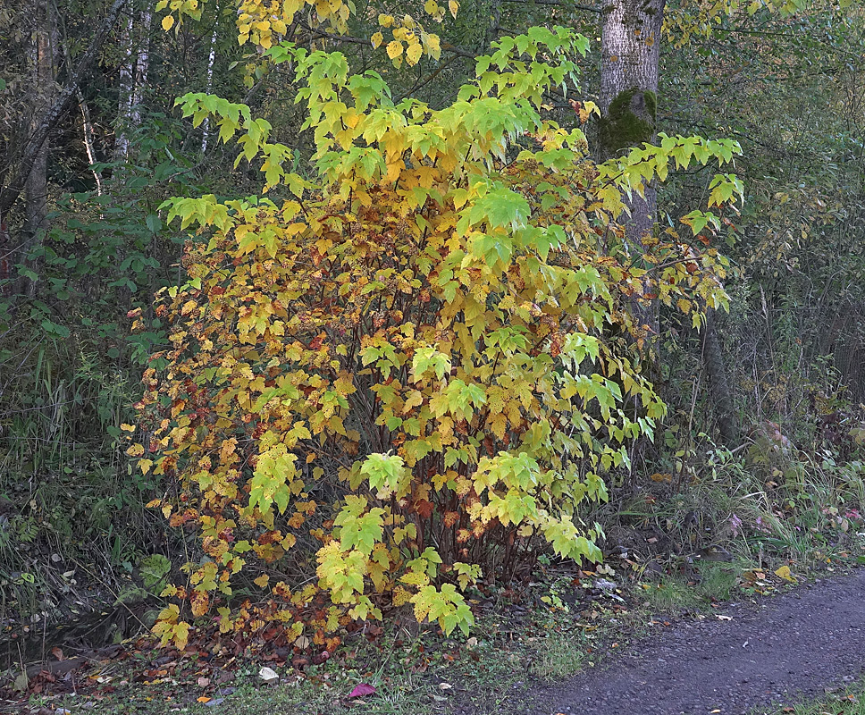 Изображение особи Physocarpus opulifolius.