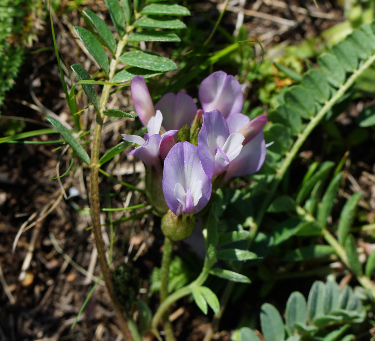 Image of Astragalus megalanthus specimen.