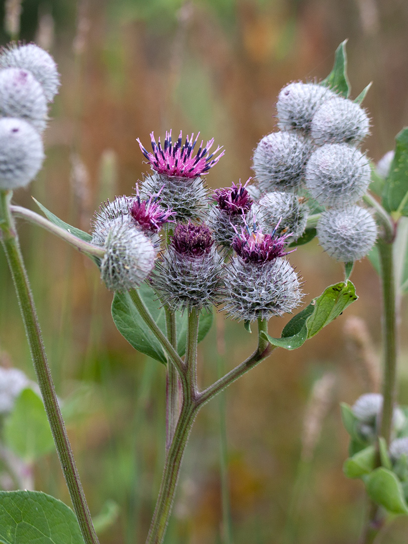 Image of Arctium tomentosum specimen.