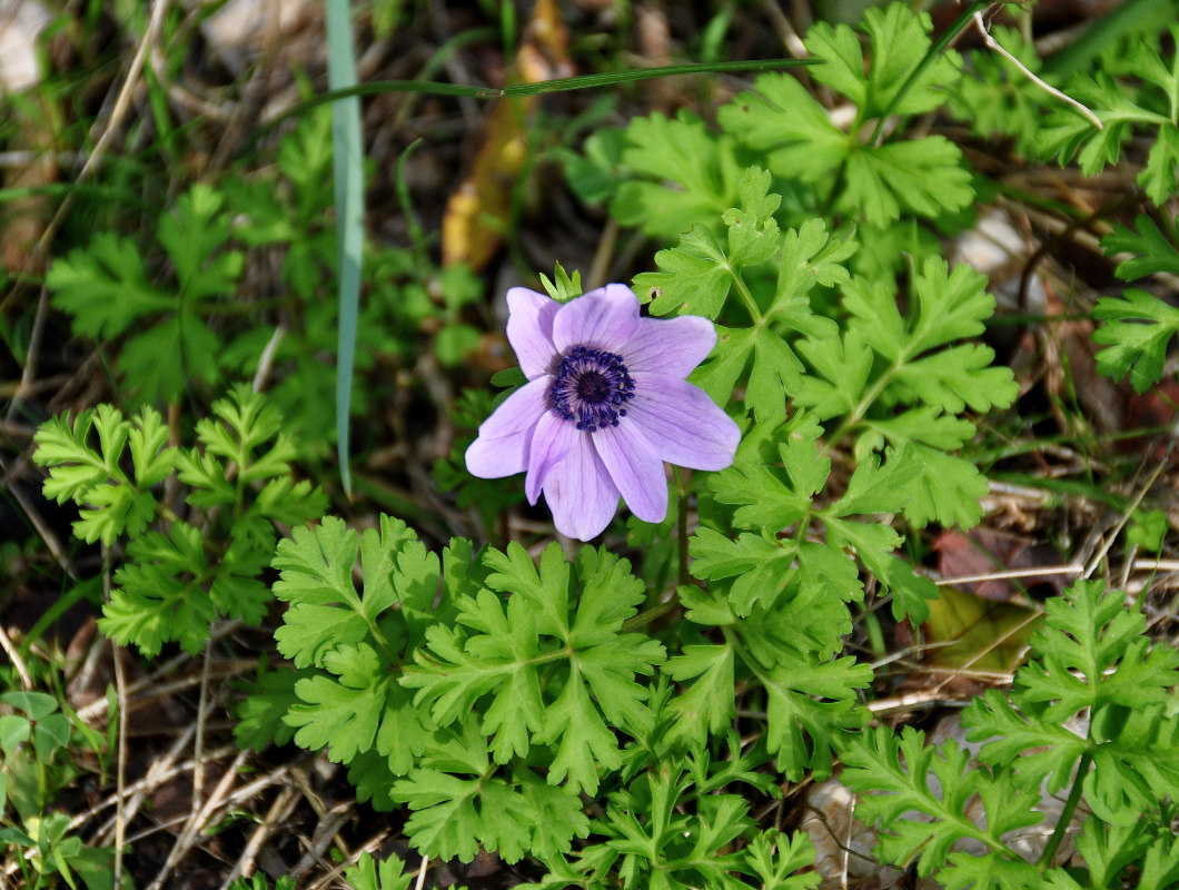 Image of Anemone coronaria specimen.