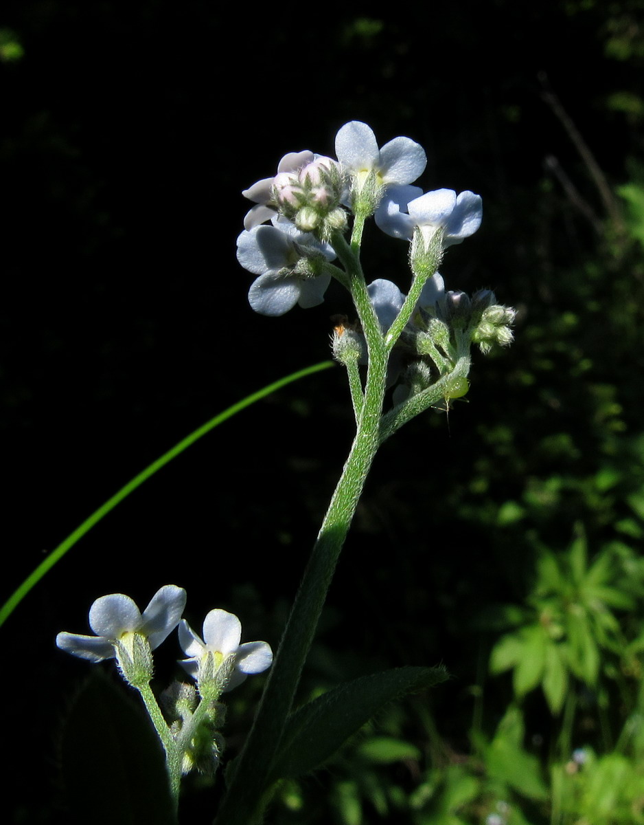 Image of Myosotis nikiforovae specimen.