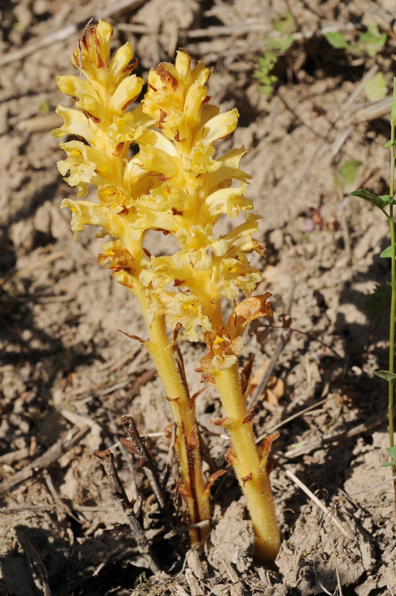 Image of Orobanche alsatica specimen.