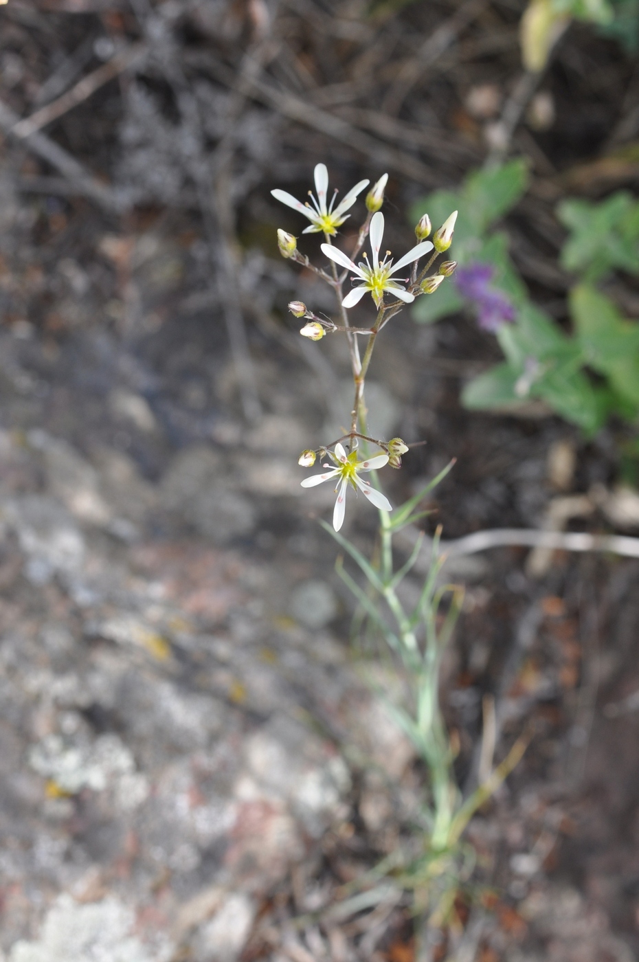 Image of Eremogone gypsophiloides specimen.