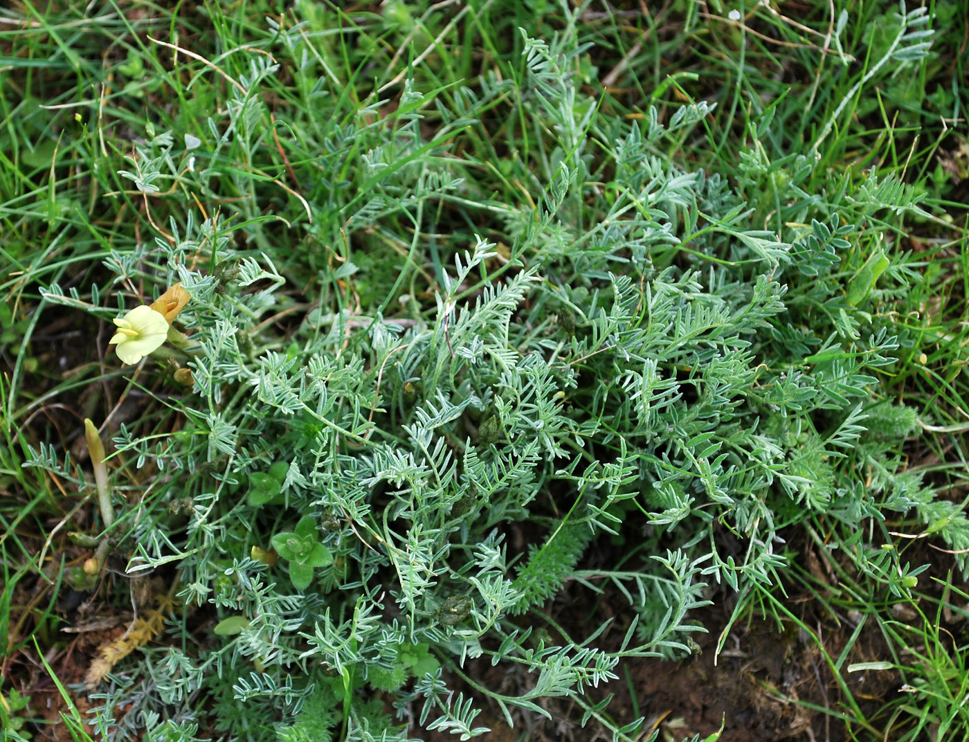 Изображение особи Astragalus dianthus.