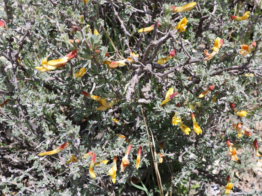 Image of Caragana grandiflora specimen.