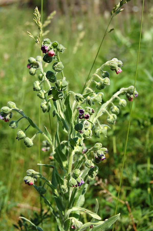 Изображение особи Cynoglossum officinale.